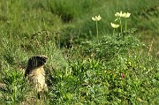 92 Marmotta in sentinella